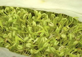 办小型豆芽厂怎么样 豆芽怎么找销路