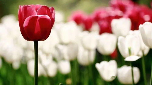 十大吉利花的花语 十大吉利招财的花