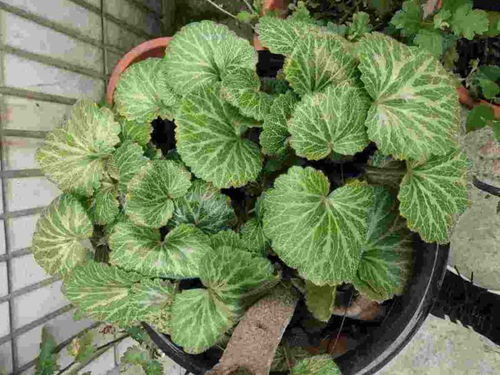 十二生肖代表花名 12生肖各属什么花