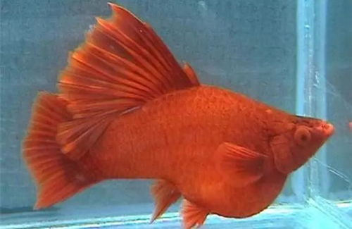 十大养不死的冷水鱼 建议穷人养的10种冷水鱼