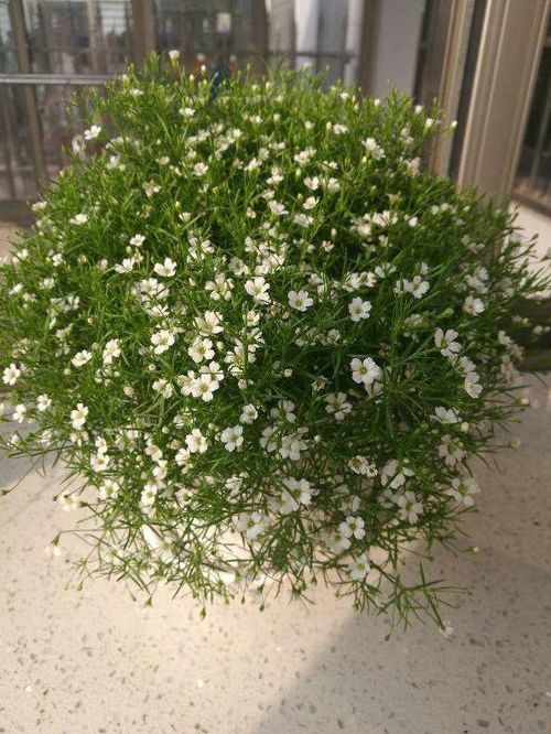 十二星座代表的花神 12星座的守护花神