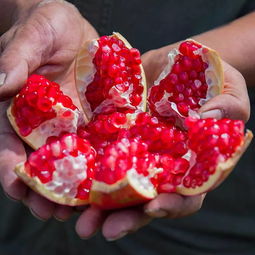 医生说石榴籽嚼碎了吃会中毒 软籽石榴的籽小孩能吃吗