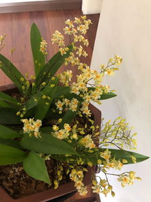 十大公认最好闻的室内花香 十大香味最香的花