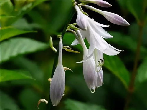 十二花神分别是哪12个 十二个月花神的顺序