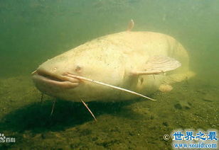 十大最好吃淡水鱼 十大最干净的淡水鱼