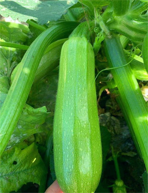 十大寒性蔬菜排名 体寒不能吃的蔬菜