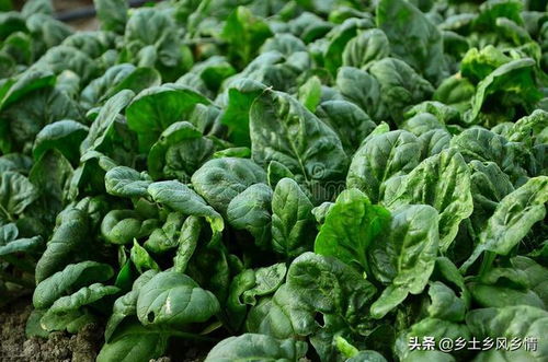 十大最耐阴的蔬菜 十种不需要阳光的蔬菜