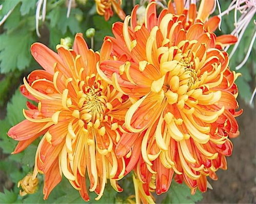 十大名菊之首 四大名菊分别是