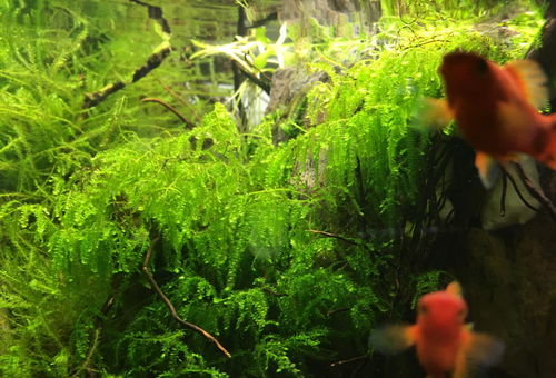 十大最好养的水草 一年四季不死的水草