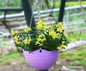 十大最旺家庭养的花 养人又旺财的4种花