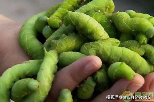 十大暴利养殖项目 养殖项目推荐