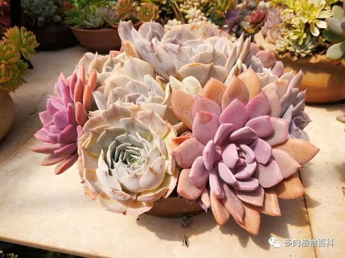 十大最贵的多肉 十大不吉利多肉