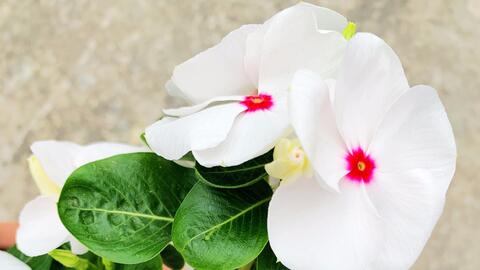 十大花语最幸福的花 花语代表好运的花