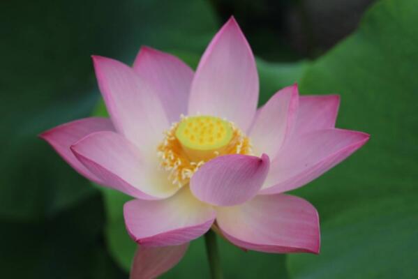 十种名贵的花 十大最值钱的花