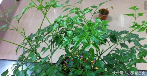 十种旺宅的花 镇宅最吉利的三种花