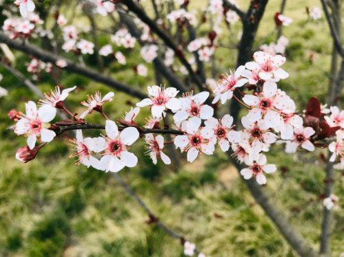 十种代表春天的树 春天开放的十种花的顺序