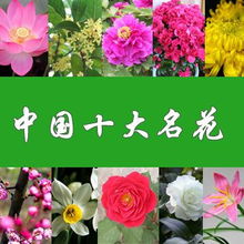 十大高档名花 世界上公认的十大名花