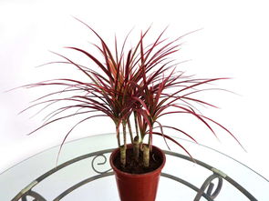 千年木怎么养才能更旺盛 千年木为何不宜放家里