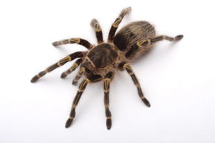 千万别在房间里打蜘蛛 因为害怕打死了一只蜘蛛