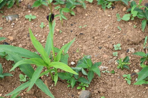 半夏能毒死人吗 生半夏多少可以致人死亡