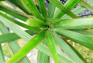 千年木不能放的风水位置 千年木为何不宜放家里