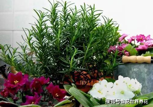 十种蚊子最怕的花 蚊子最怕的三种花