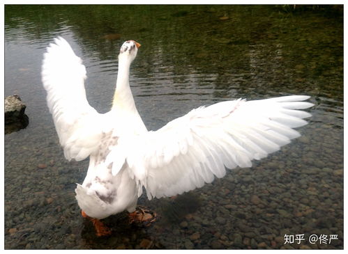 单独养一只鹅会死吗 鹅养一对还是一只