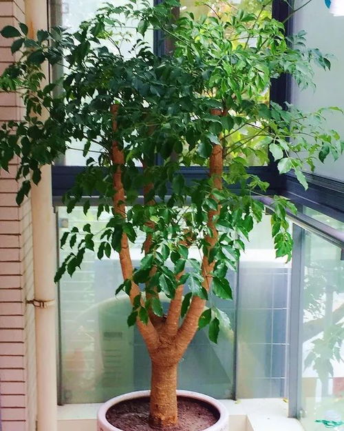 千年木放客厅吉利吗 千年木忌什么属相