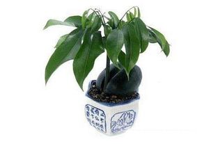 十种适合室内养的植物 十种旺财又旺宅的植物