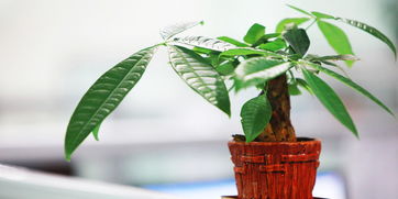 卧室放发财树风水好不好 发财树放睡觉的屋里好吗