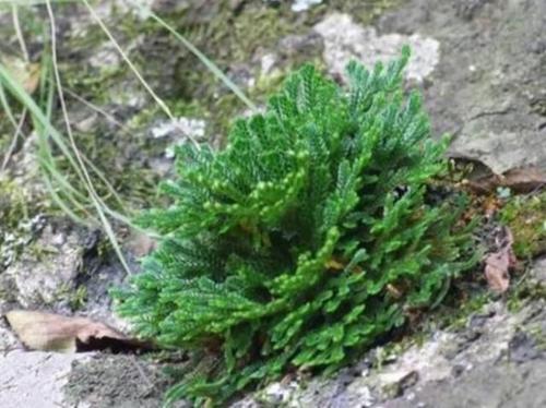 卷柏深栽还是浅栽 卷柏用土好还是砂好