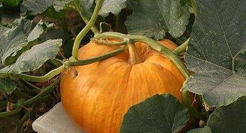 南瓜不去皮有什么危害 南瓜是去皮好还是不去皮好