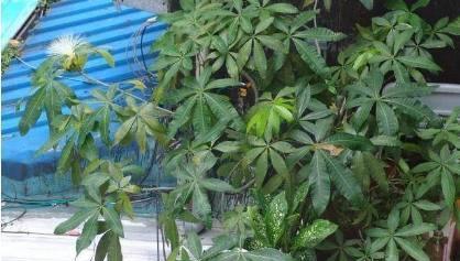 发财树开花结果代表什么好兆头 家里发财树开花是凶还是吉