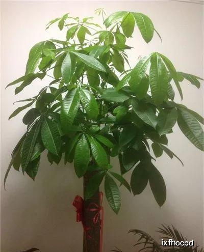 发财树几月份修剪最好 发财树太高修剪图解