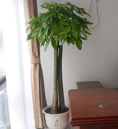 发财树几天浇水一次 发财树三大忌讳