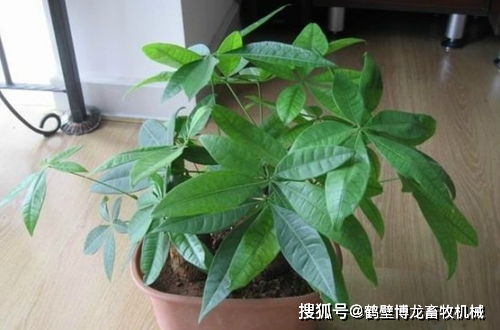 发财树如何剪枝 发财树太高修剪图解