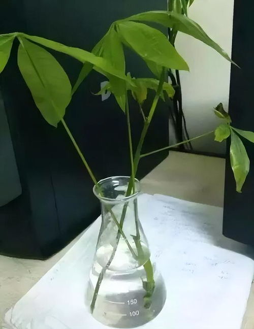 发财树如何扦插繁殖 发财树扦插生根最快方法