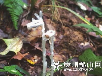 发现野生水晶兰怎么处理 一棵水晶兰多少元