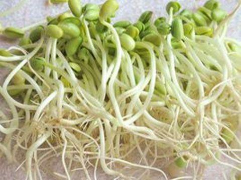 发绿豆芽要放糖最快长 绿豆芽加糖发粗壮原理