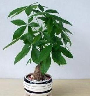 发财树喷水好还是浇水好 发财树多久喷一次叶面