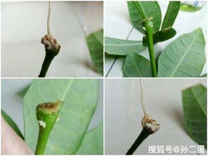 发财树扦插生根最快方法 发财树叶子扦插水培方法视频