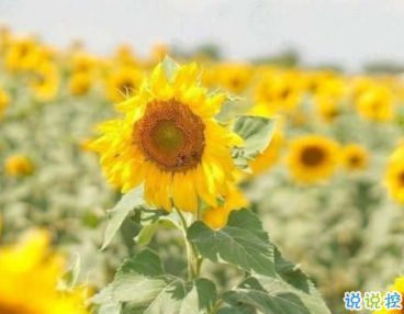 去薰衣草游玩发朋友圈的唯美句子 薰衣草文案短句干净