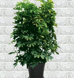 发财树放阳台大忌 发财树放阳台风水宜忌