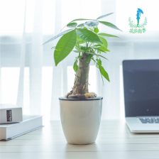 发财树下面的老桩是什么 发财树的树桩是怎么来的