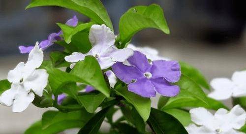 双色茉莉怎么养才长得好 双色茉莉修剪方法图解