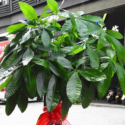 发财树开花的几率多少 真正的发财树开花图片