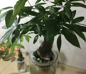 发财树怎么繁殖扦插 发财树扦插生根最快方法