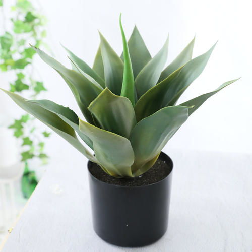去甲醛植物有哪些植物 除甲醛的绿植十大排名