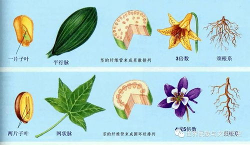 双子叶植物纲 被子植物科排名