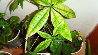 发财树和招财树一样吗 真正的招财树图片